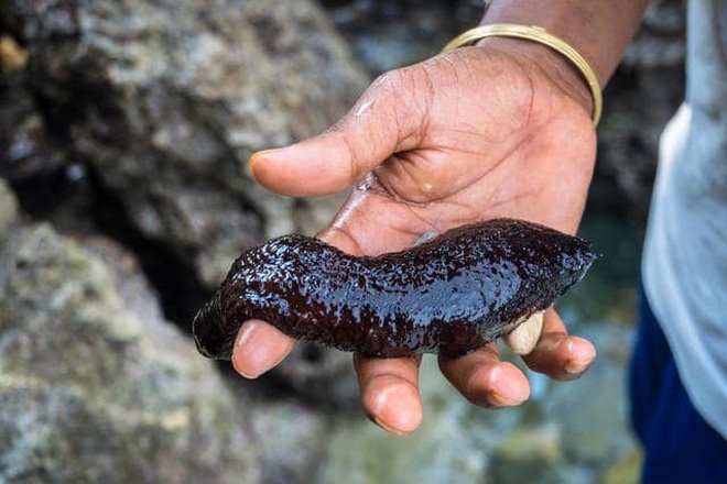 Despite its terrifying appearance, sea cucumbers still attract diners.