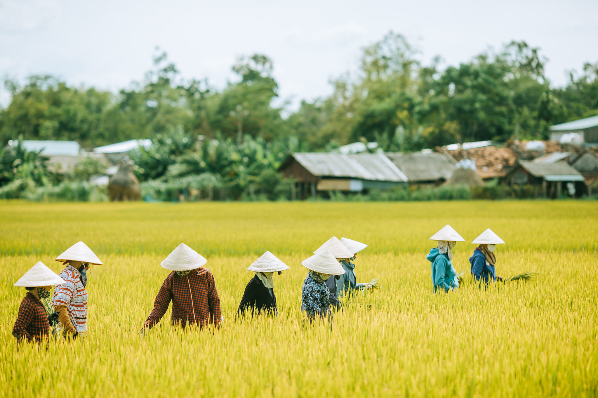 The farmers work hard on the golden rice fields.