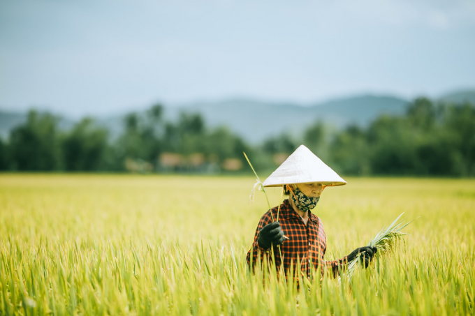 The rice fields are ripe and the harvest is the joy of the people here.