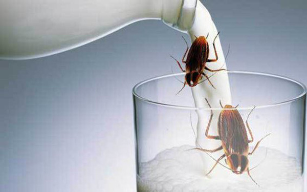 Cockroach milk contains a lot of protein