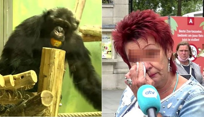 Adie Timmermans was banned from the zoo because she was too fond of Chita chimpanzees.