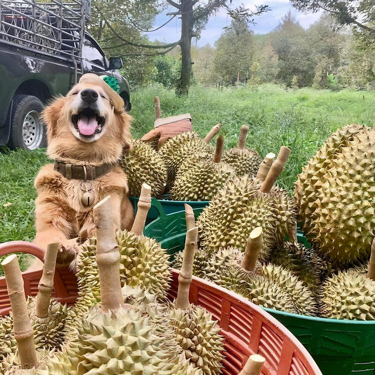 This smile has helped the owner of the durian seller to 'run' more.