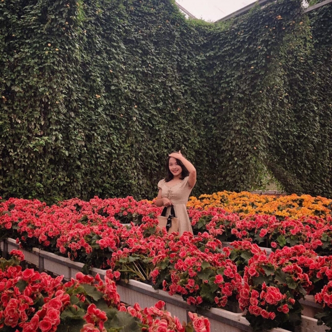 Van Thanh flower village is currently the main source of roses in Da Lat city.  Photo: @dieulinh.xx.