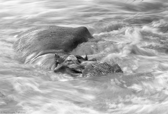 Photographer Mattheuns Pretorius was named once again with this photo of a sleeping hippopotamus in the Sabie River, taken in Kruger National Park, South Africa.
