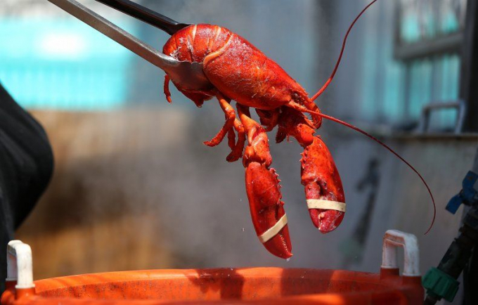 It is illegal to boil a lobster raw in the UK.