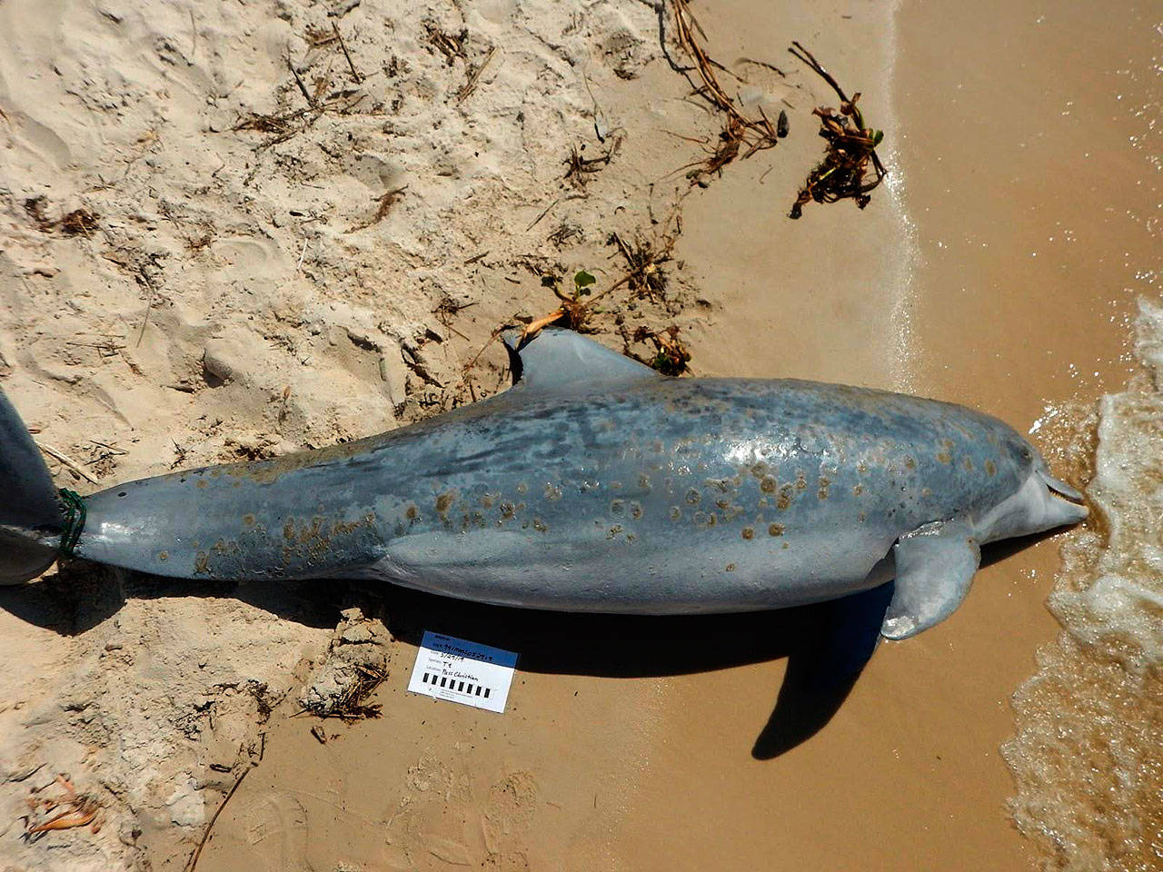 A dolphin has washed up on beaches along the Gulf of Mexico.  Photo: Institute for Marine Mammal Studies.