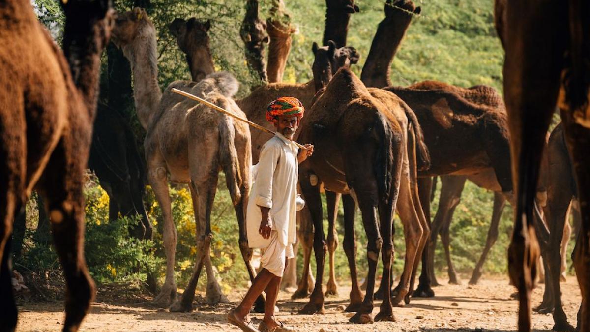 One of the culture of the Raika tribe is the tradition of camel breeding