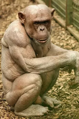 Because of the genetic code and survival conditions, most gorillas and chimpanzees have muscles from birth;  Like humans, they have cognitive abilities and intelligence, but in return, they will not have natural muscles.