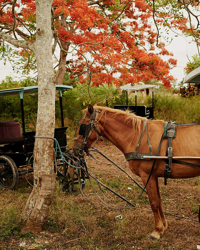 People in Belize usually travel by horse-drawn carriage.  Photo: Jake Michaels/CNN