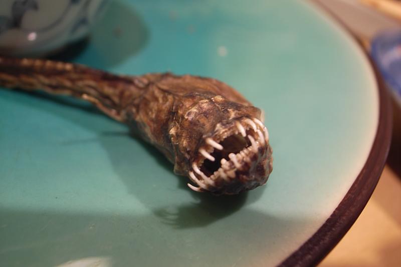 Close-up portrait of warusobo fish.