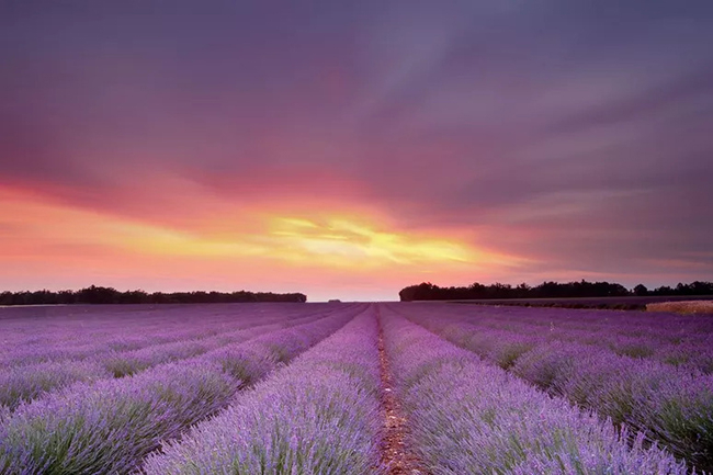 The vibrant lavender fields in Provence have a surreal setting.