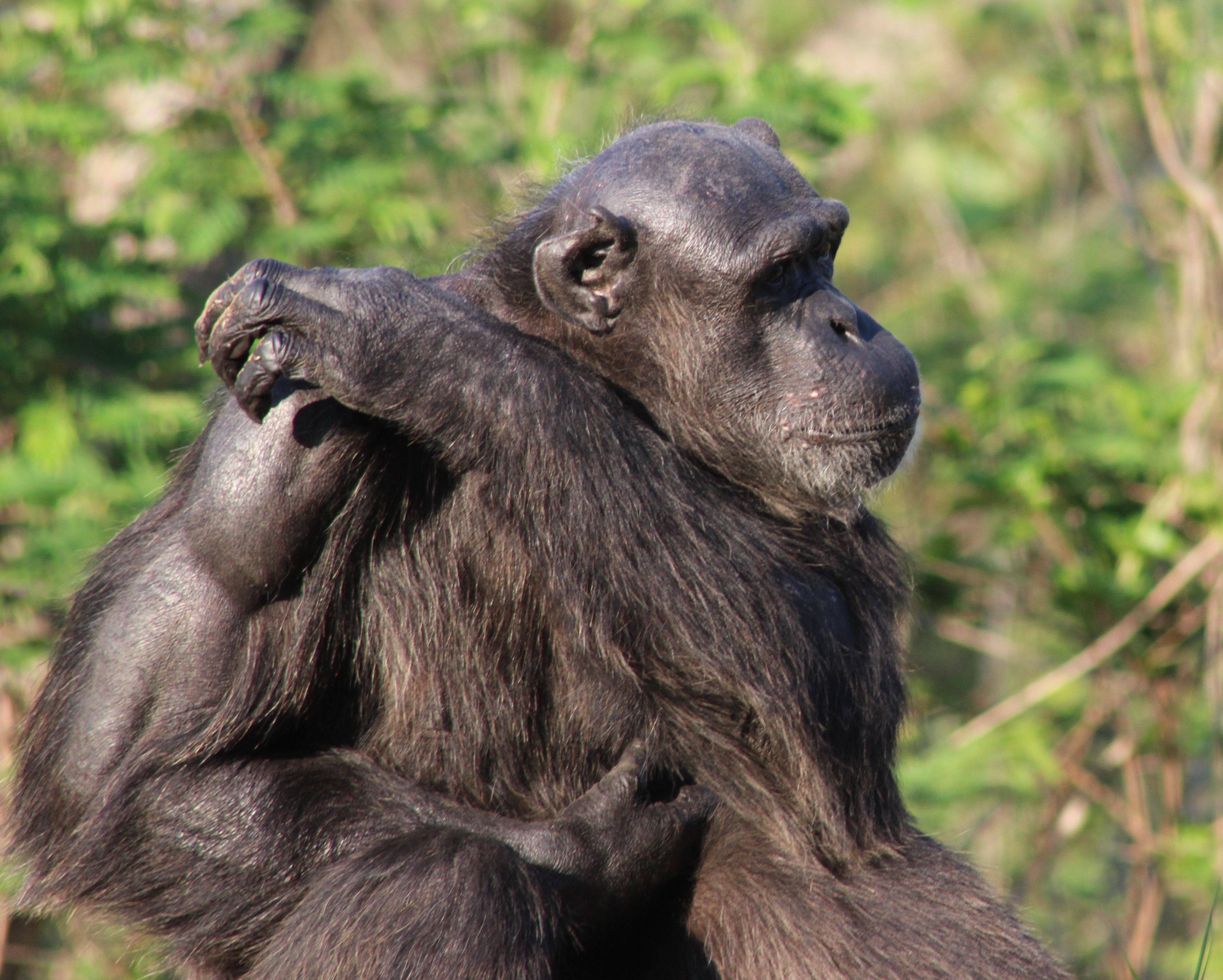 The muscles of the gorillas and chimpanzees still develop even though they do not apply any training methods.