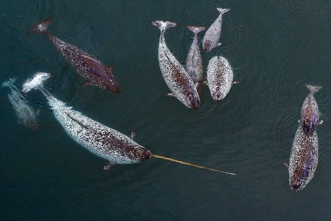 Greenland bans the export of narwhal ivory and the European Union also bans the import of this rare commodity.  Photo: @whalesoficeland
