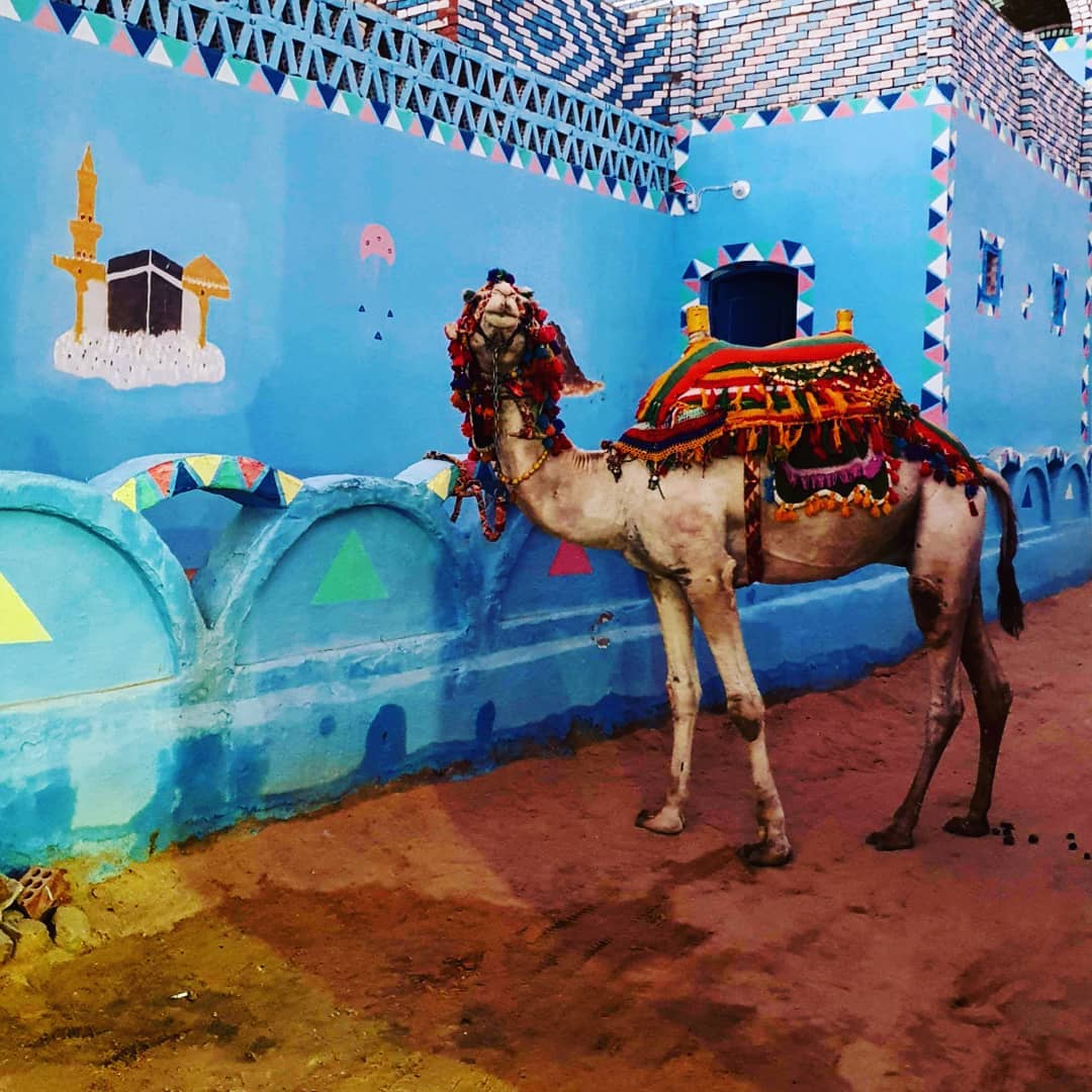 A colorful camel in the village.  Photo: @beautifulegyptmsr