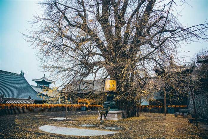 The thousand-year-old ginkgo tree is protected by a fence.  Photo: SUDANQ