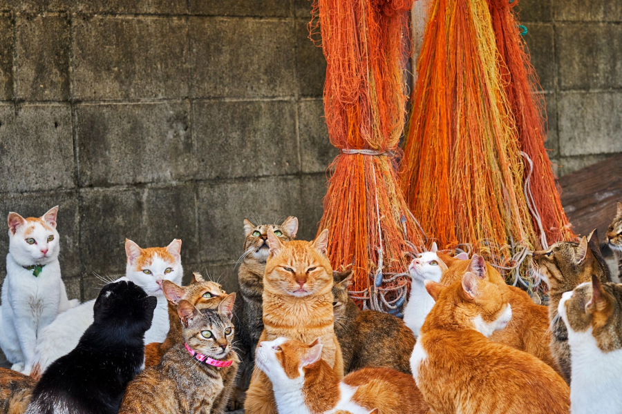 It can be said that this animal is one of the tourist attractions to Japan, especially when the country has 11 cat islands.