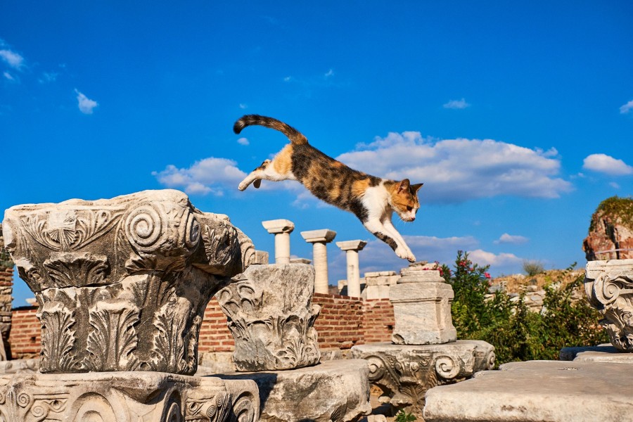 The cat is playing at an abandoned ruins more than 2,000 years old in Turkey.