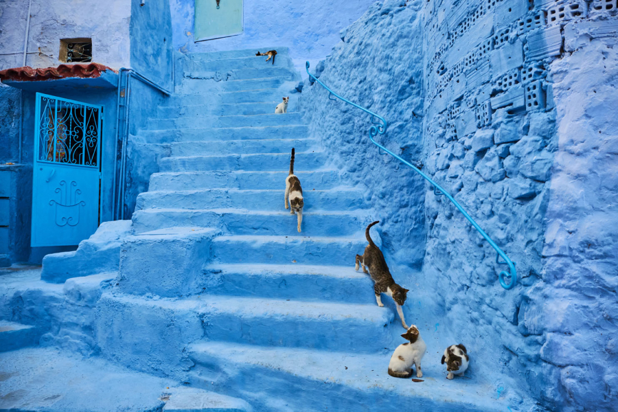 It is easy to see cats walking freely in every corner and street of Chefchaouen.