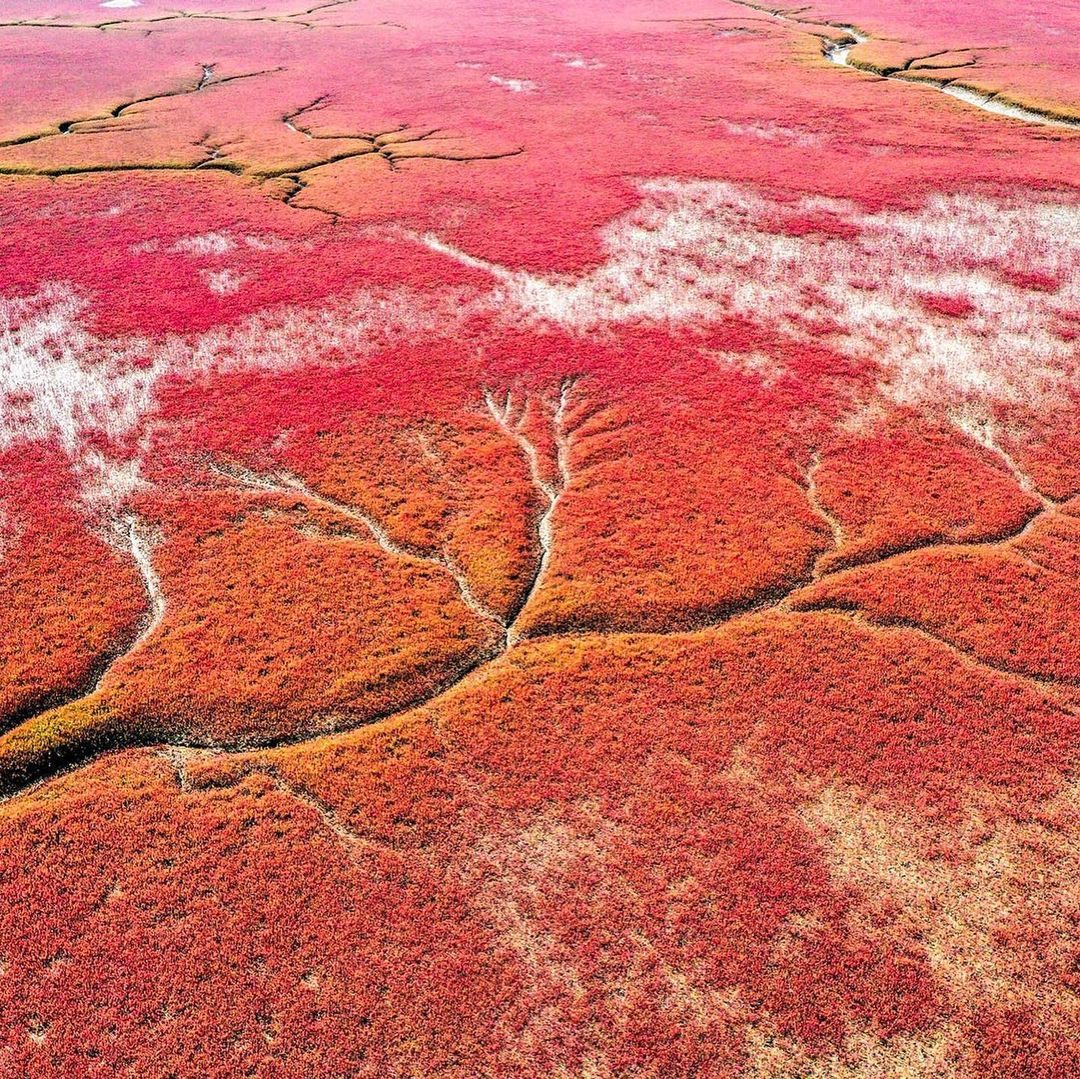 From April and May, algae start to grow and develop quickly and when autumn comes, Suaeda Salsa algae turns a characteristic red color, giving the beach a fancy 'red shirt'.  Photo: @lonelyplanet