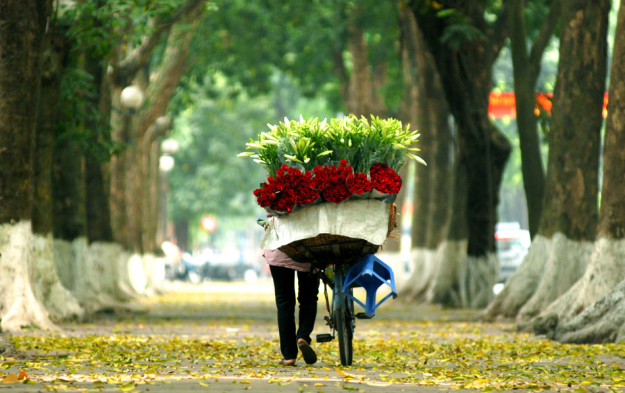 “Autumn in Hanoi, yellow rice trees, red maple trees…'