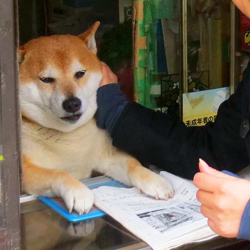 Many people joked that Shiba was very 'store owner'.