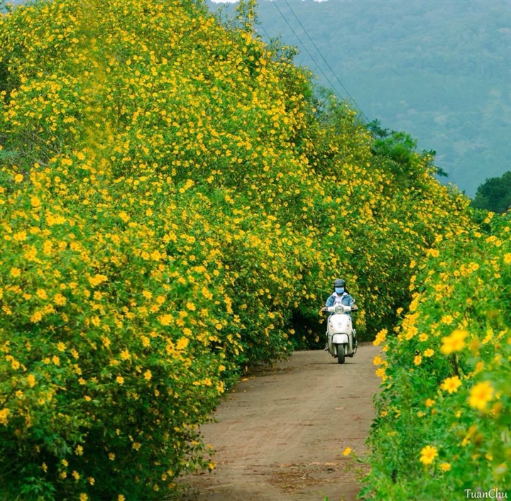The streets are filled with wild sunflowers.  Photo: TuanChu