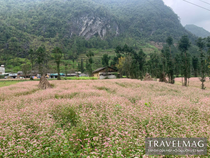 Unlike buckwheat flowers in other places, in Ha Giang, this flower has a pale pink color, grows in large fields along the road, valleys even crept on jagged cliffs.