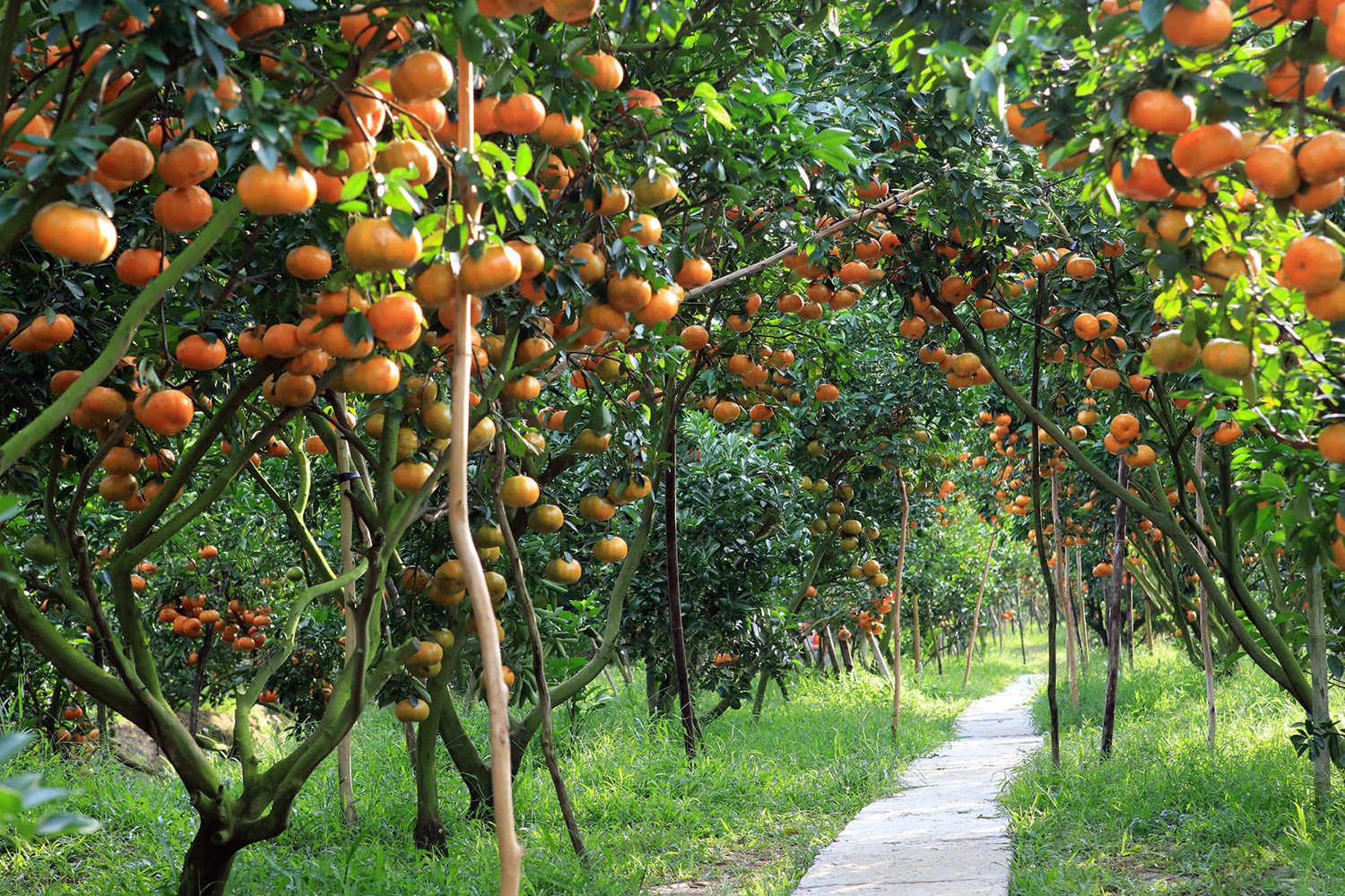 Attractive orchards in Tien Giang