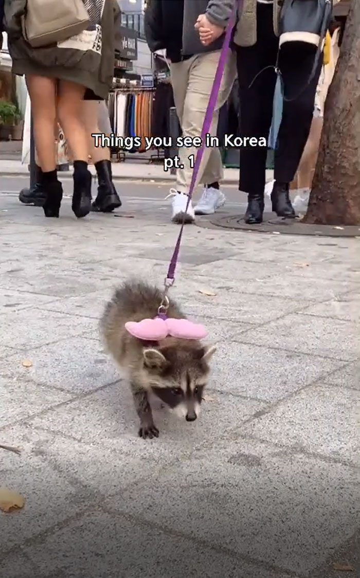 People lead Racoon on the streets of Korea