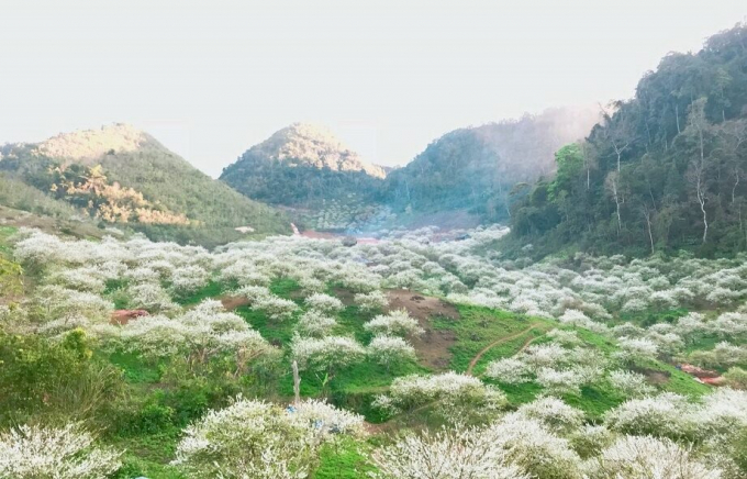 Panoramic view of Mu Nau valley in plum blossom season