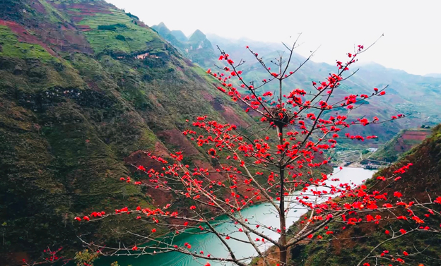 Red magnolia on the slopes of the mountains