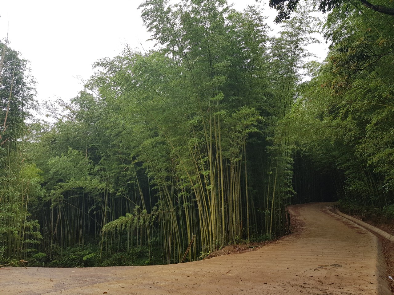 Bamboo grown in Cao Bang province belongs to the bamboo family, the trunk is tall, hard and durable, producing many household items as well as serving for construction.